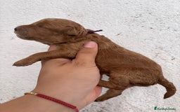 Caniche Enano perros en venta: Caniche enano pequeño  - Imagen 9