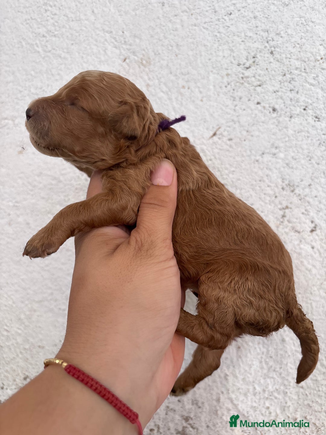 Caniche Enano perros en venta: Caniche enano pequeño  - Imagen 9