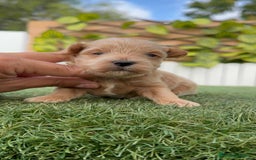 Maltipoo perros en venta: MALTIPOO - Imagen 11