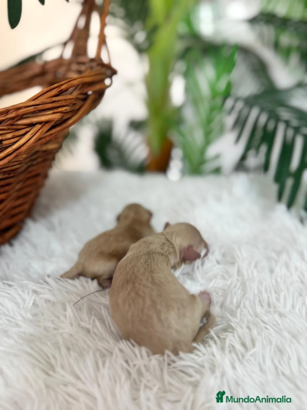 Maltipoo perros en venta: MALTIPOO HEMBRA - Anuncio 6