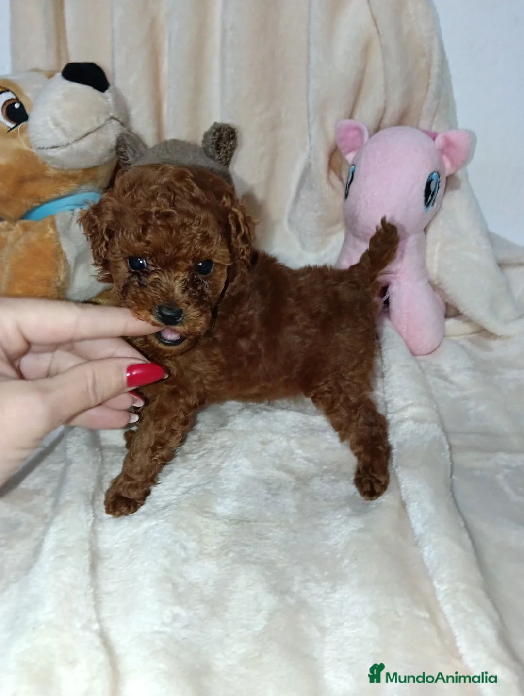 Caniche Toy perros en venta: Caniche toy rojo - Anuncio 1