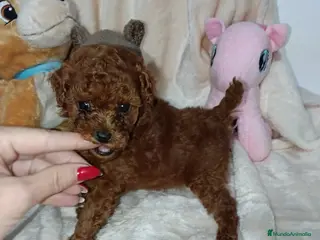 Caniche Toy perros Caniche toy rojo - Anuncio 2