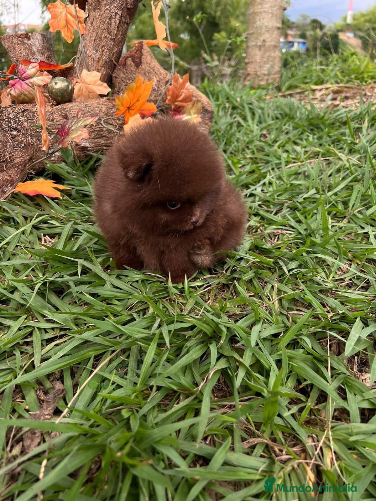 Pomerania perros POMERANIA //// PEQUEÑOS LISTOS PARA ENTREGAR  en Badajoz - Anuncio 19