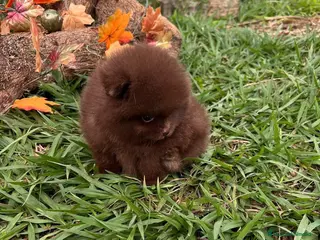 Pomerania perros POMERANIA //// PEQUEÑOS LISTOS PARA ENTREGAR en Badajoz - Anuncio 2