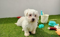Bichón Maltés perros en venta: Bichón maltes - Imagen 3
