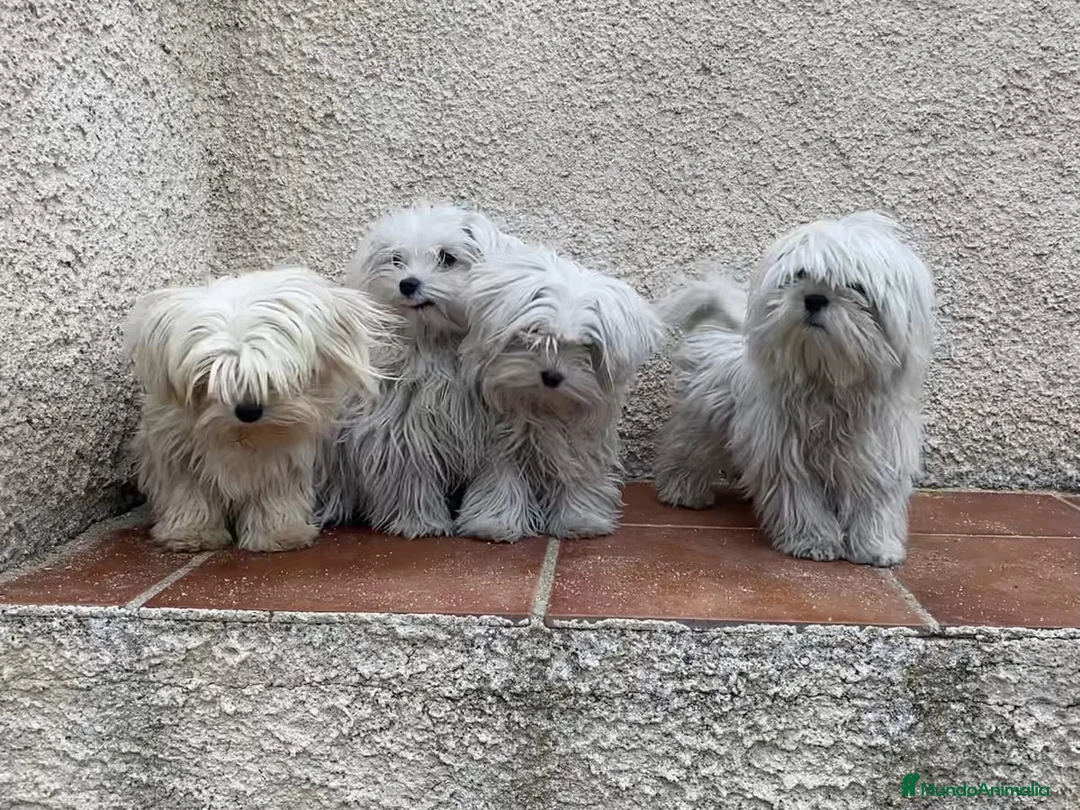 Bichón Maltés perros en venta: Cachorros De Maltés en Madrid - Anuncio 1