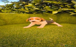 Beagle perros en venta: beagles tricolor  - Imagen 10