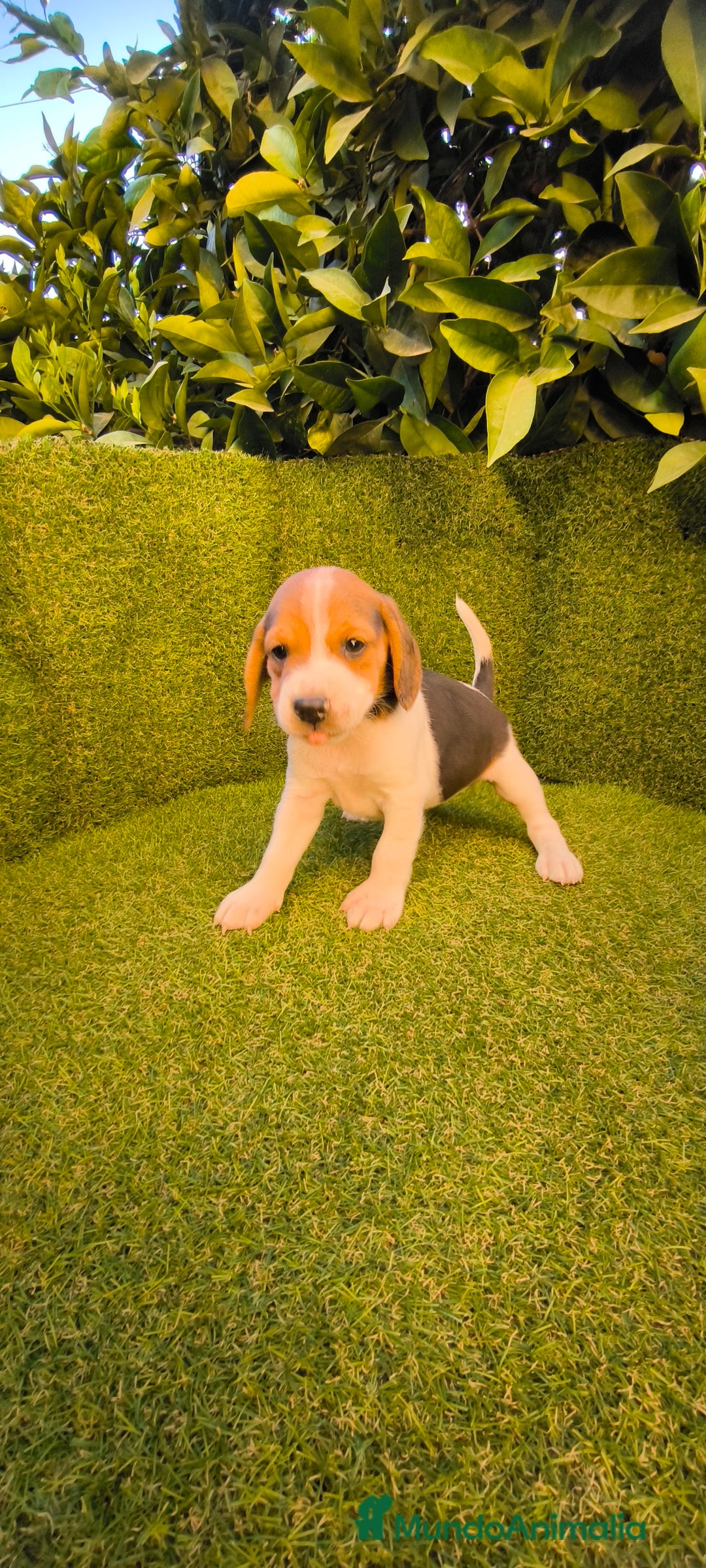 Beagle perros en venta: beagles tricolor  - Imagen 10