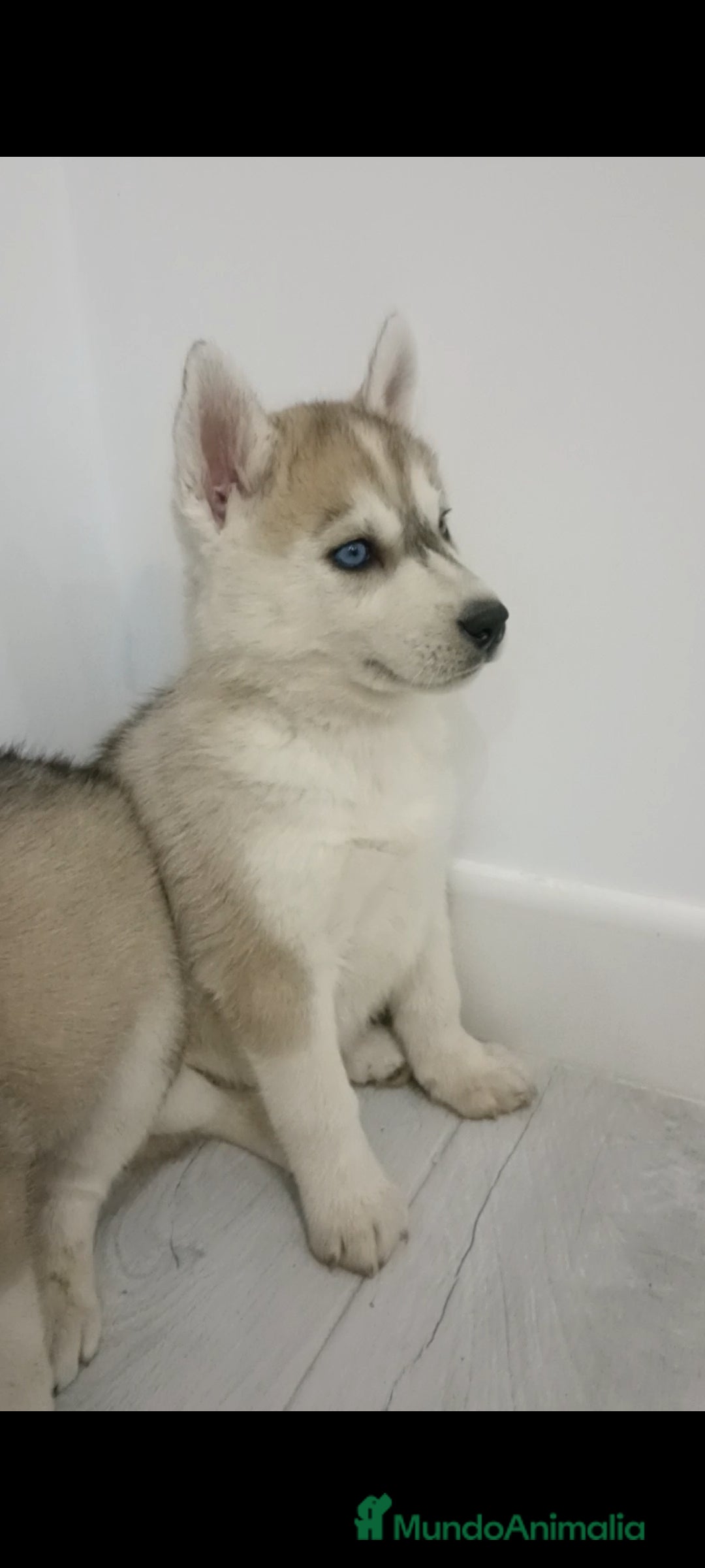 Husky Siberiano perros en venta: Husky siberianos  - Anuncio 10