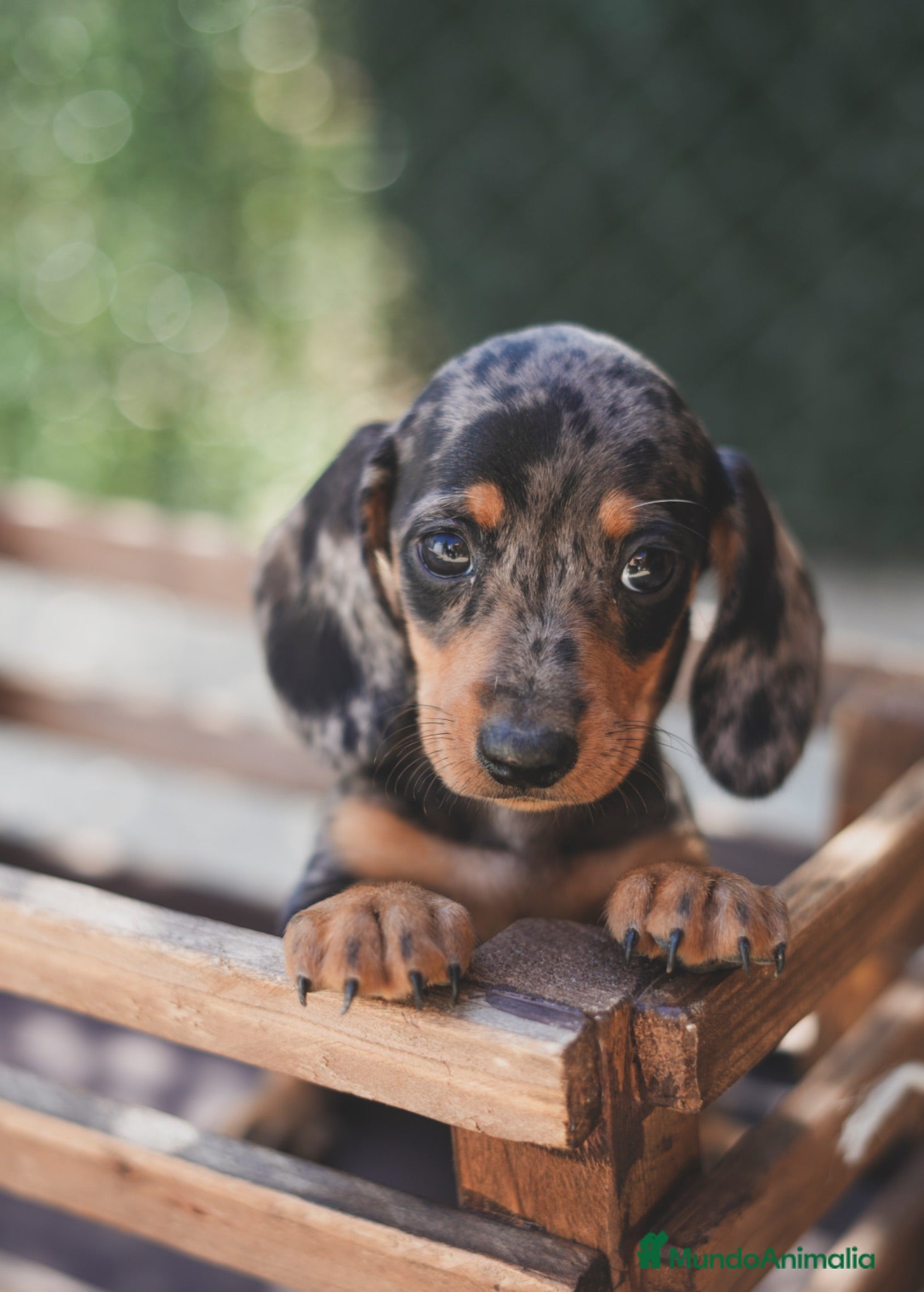 Teckel Miniatura perros Cachorro de Teckel arlequín  - Anuncio 1