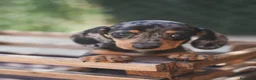 Teckel Miniatura perros en venta: Cachorro de Teckel arlequín  - Anuncio 1