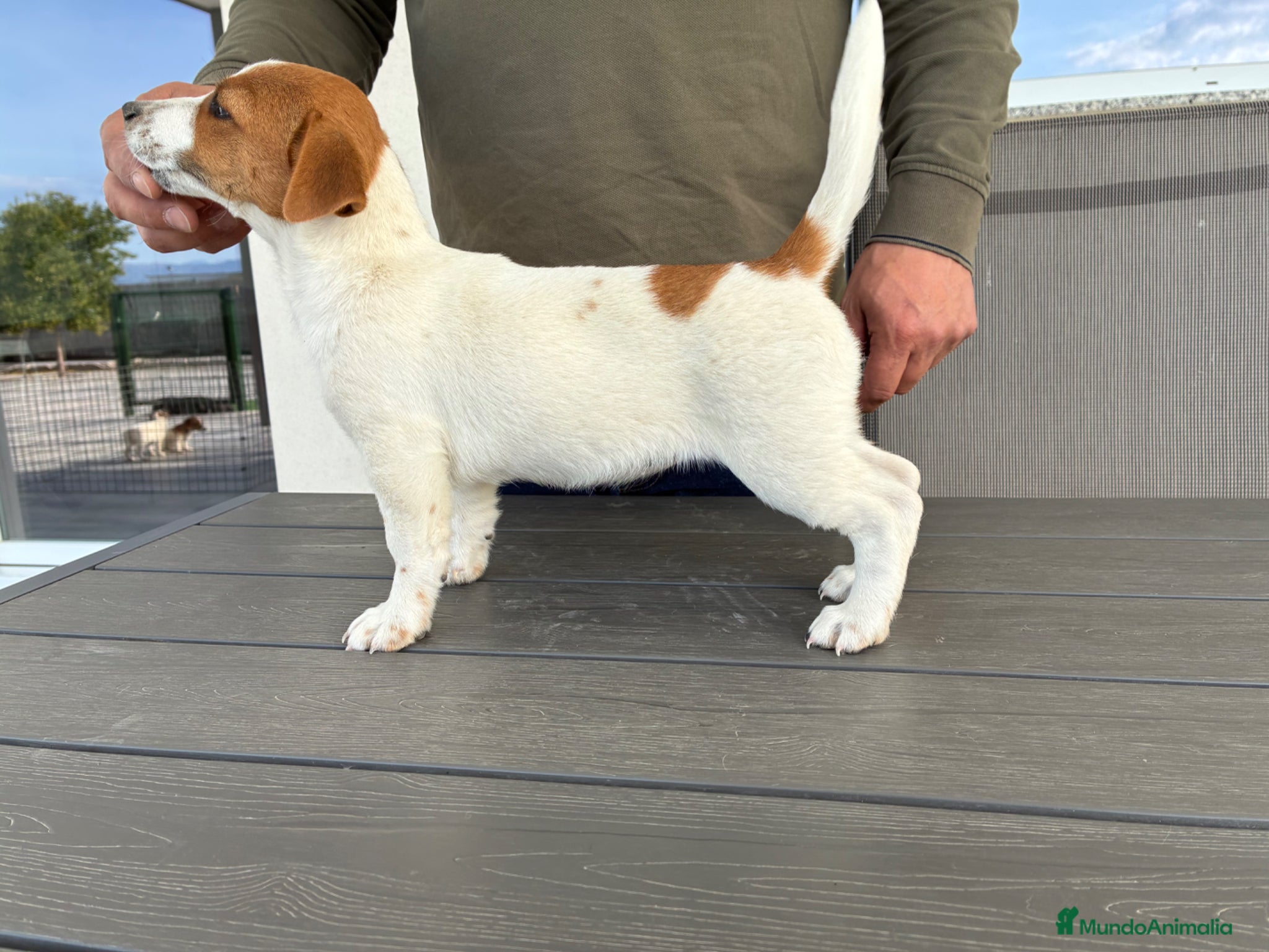 Jack Russell Terrier perros Cachorros de Jack russell  - Anuncio 36