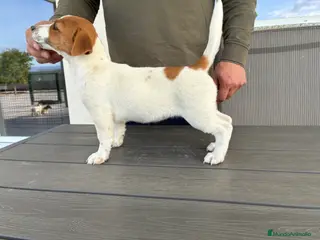 Jack Russell Terrier perros Cachorros de Jack russell - Anuncio 36