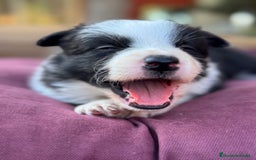 Border Collie perros en venta: Impresionantes Border Colliec - Imagen 6
