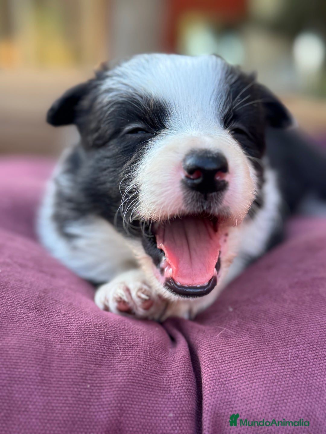 Border Collie perros en venta: Impresionantes Border Colliec - Imagen 6