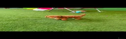 Caniche Toy perros en venta: Disponible 1 hembra de Caniche Toy - Anuncio 6