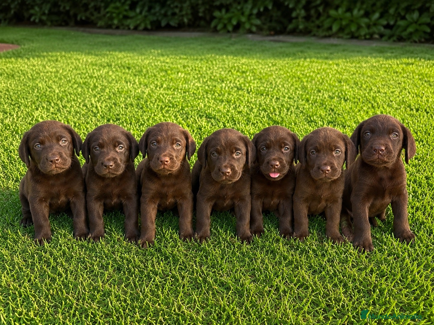 Labrador Retriever perros CACHORROS DE LABRADOR RETRIEVER - Anuncio 2