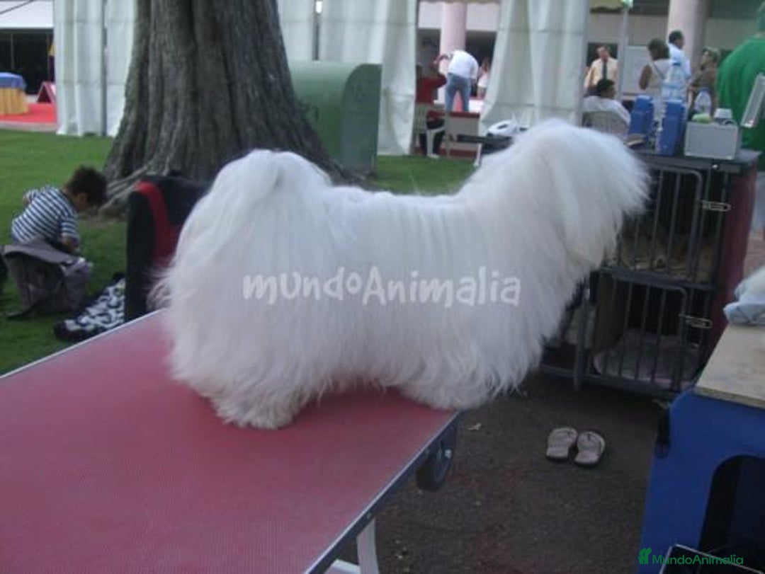 Imagen de galería {{count}}