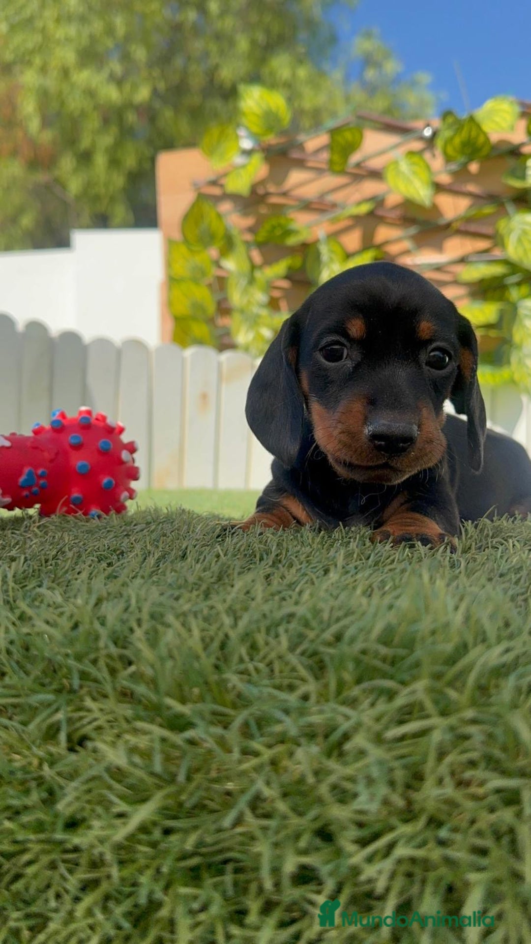 Teckel Miniatura perros en venta: TECKEL MINIATURA  - Imagen 26