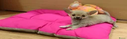 Chihuahua perros en venta: Chihuahuas - Anuncio 3