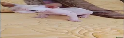 Sphynx gatos en venta:   Hembrita ojos azules  - Anuncio 3