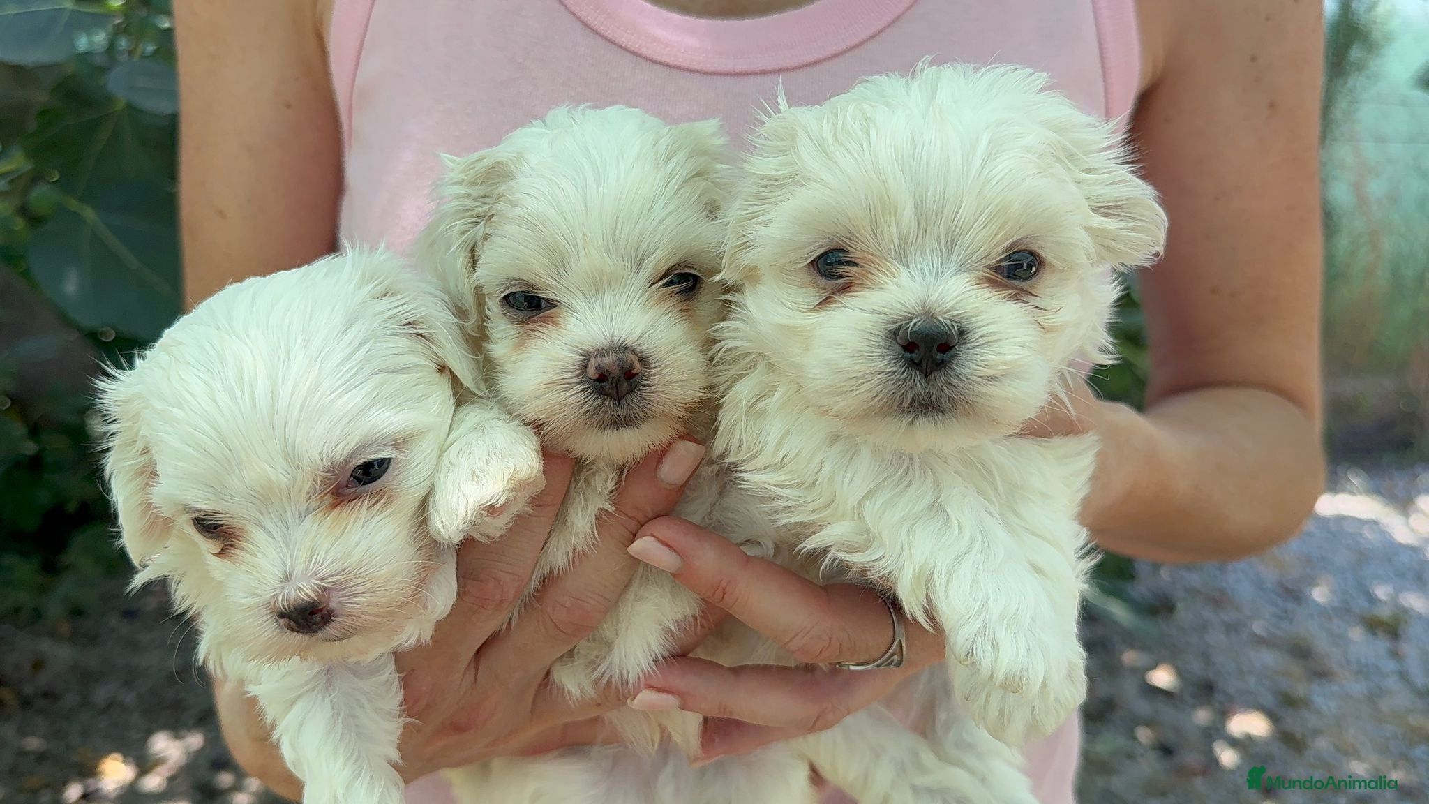 Bichón Maltés perros Bichón maltés - Anuncio 1