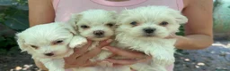 Bichón Maltés perros en venta: Bichón maltés - Anuncio 1