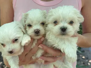 Bichón Maltés perros Bichón maltés - Anuncio 3