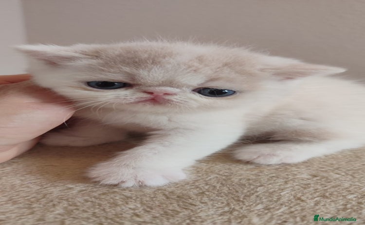 Persa gatos - Anuncio 1