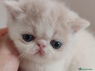 Persa gatos - Anuncio 2