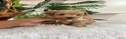 Maltipoo perros en venta: MALTIPOO MACHOS  - Anuncio 10