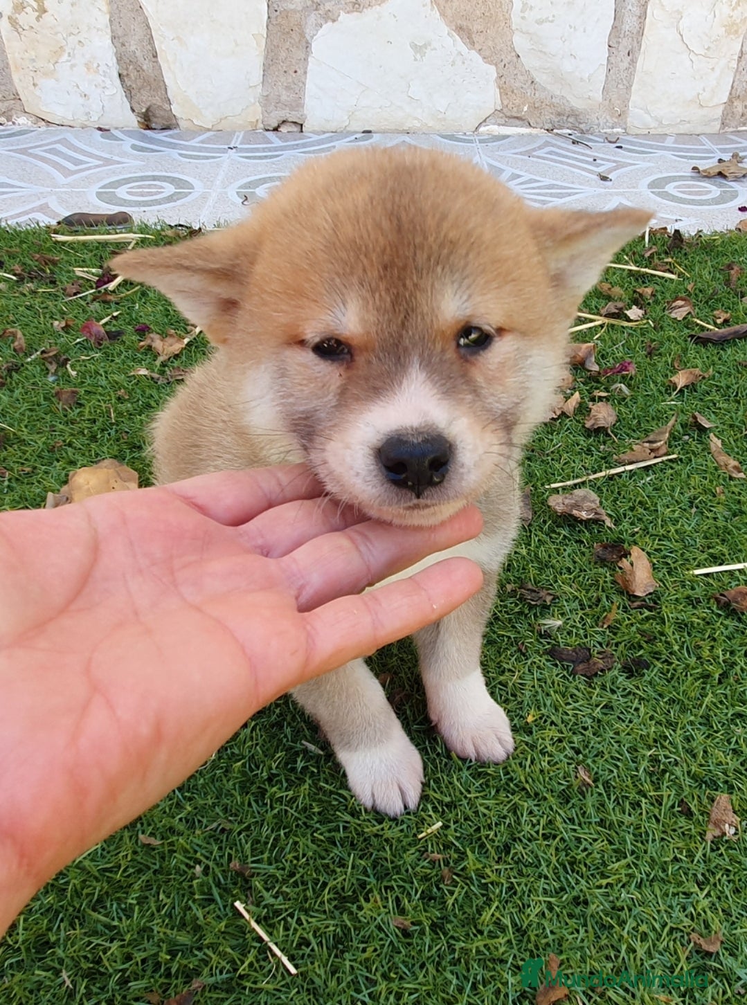 Shiba Inu perros en venta: Shiba Inu Cachorros - Anuncio 6