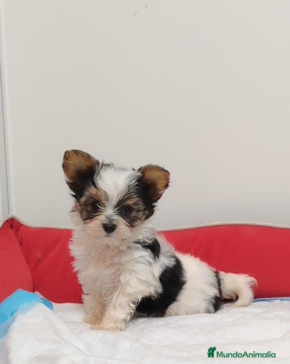 Yorkshire Terrier perros yorkshire briewer - Anuncio 2