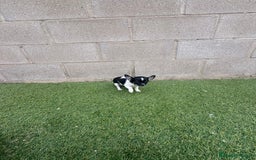 Chihuahua perros en venta: Chihuahua micro toy - Imagen 7