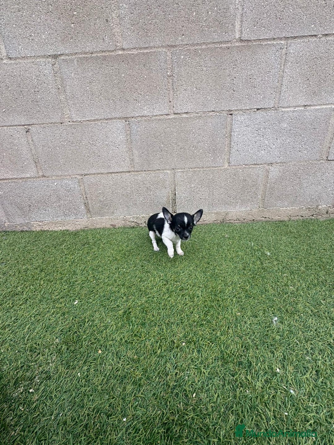 Chihuahua perros en venta: Chihuahua micro toy - Imagen 7