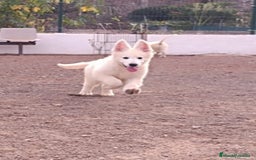 Pastor Blanco Suizo perros en venta: Pastor Blanco Suizo  - Imagen 2