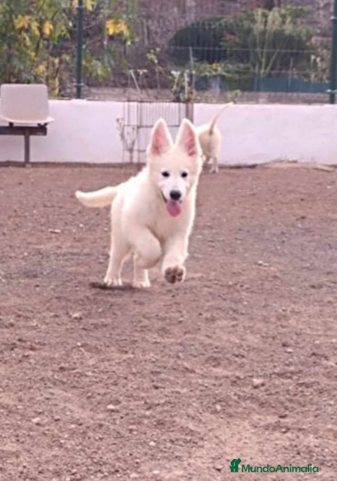 Pastor Blanco Suizo perros en venta: Pastor Blanco Suizo  - Imagen 2