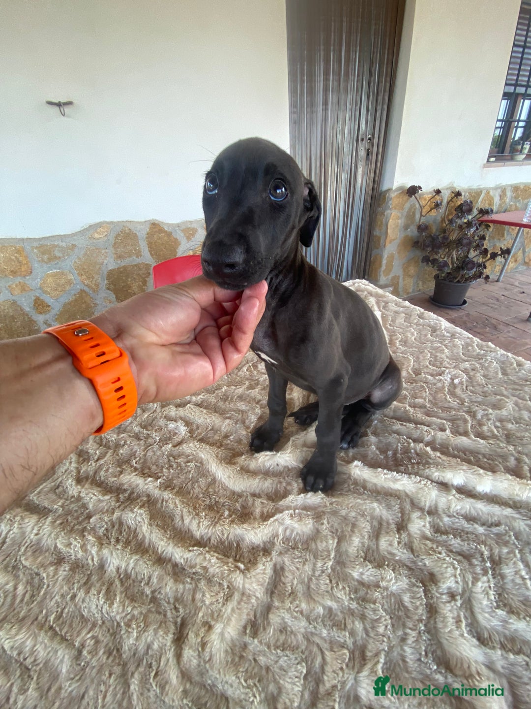 Galgo Español perros en venta: Galgo español blue - Imagen 3