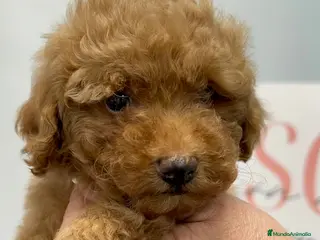 Caniche Toy perros Precioso caniche toy apricot - Anuncio 1