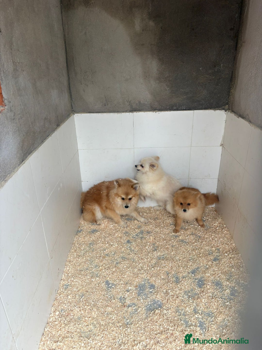 Pomerania perros en venta: OPORTUNIDAD Pomerania 6 meses Machos - Anuncio 6