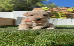 Maltipoo perros en venta: MALTIPOO HEMBRA - Imagen 17