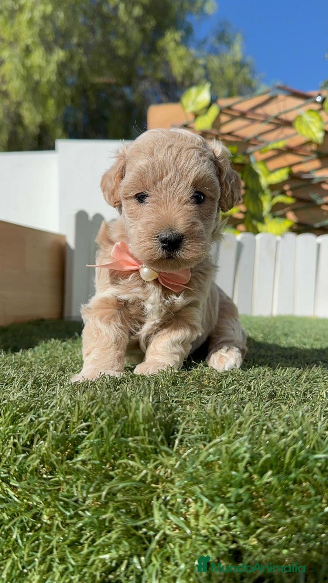 Maltipoo perros en venta: MALTIPOO HEMBRA - Imagen 17