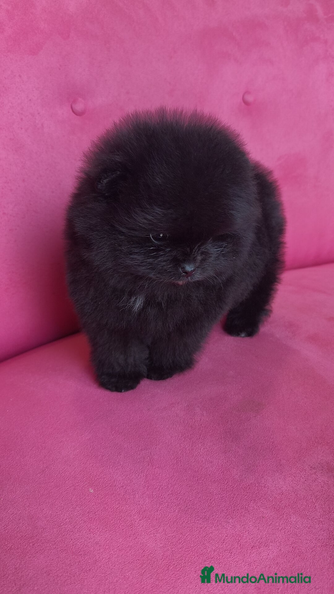 Pomerania perros en venta: Lulú Pomerania hembras  - Anuncio 10