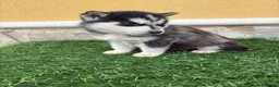 Husky Siberiano perros en venta: Husky siberiano hembra  - Anuncio 6