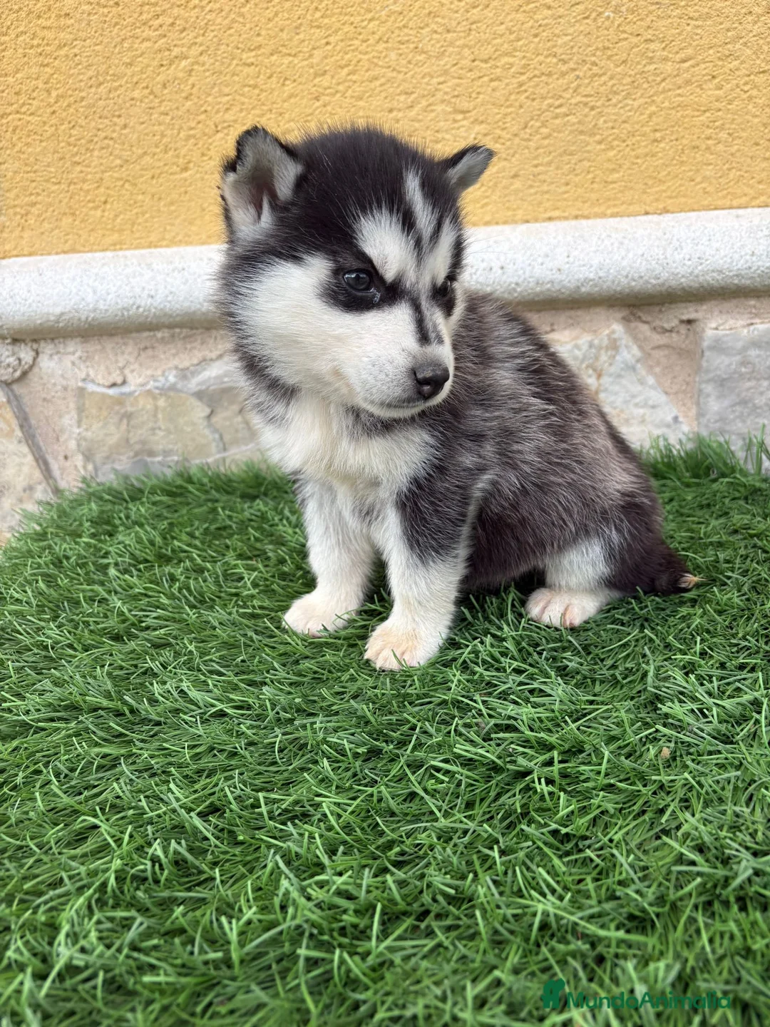 Husky Siberiano perros en venta: Husky siberiano hembra  - Anuncio 6