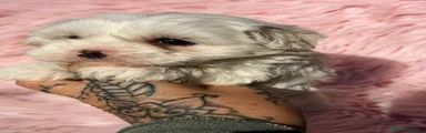 Bichón Maltés Cachorro 1