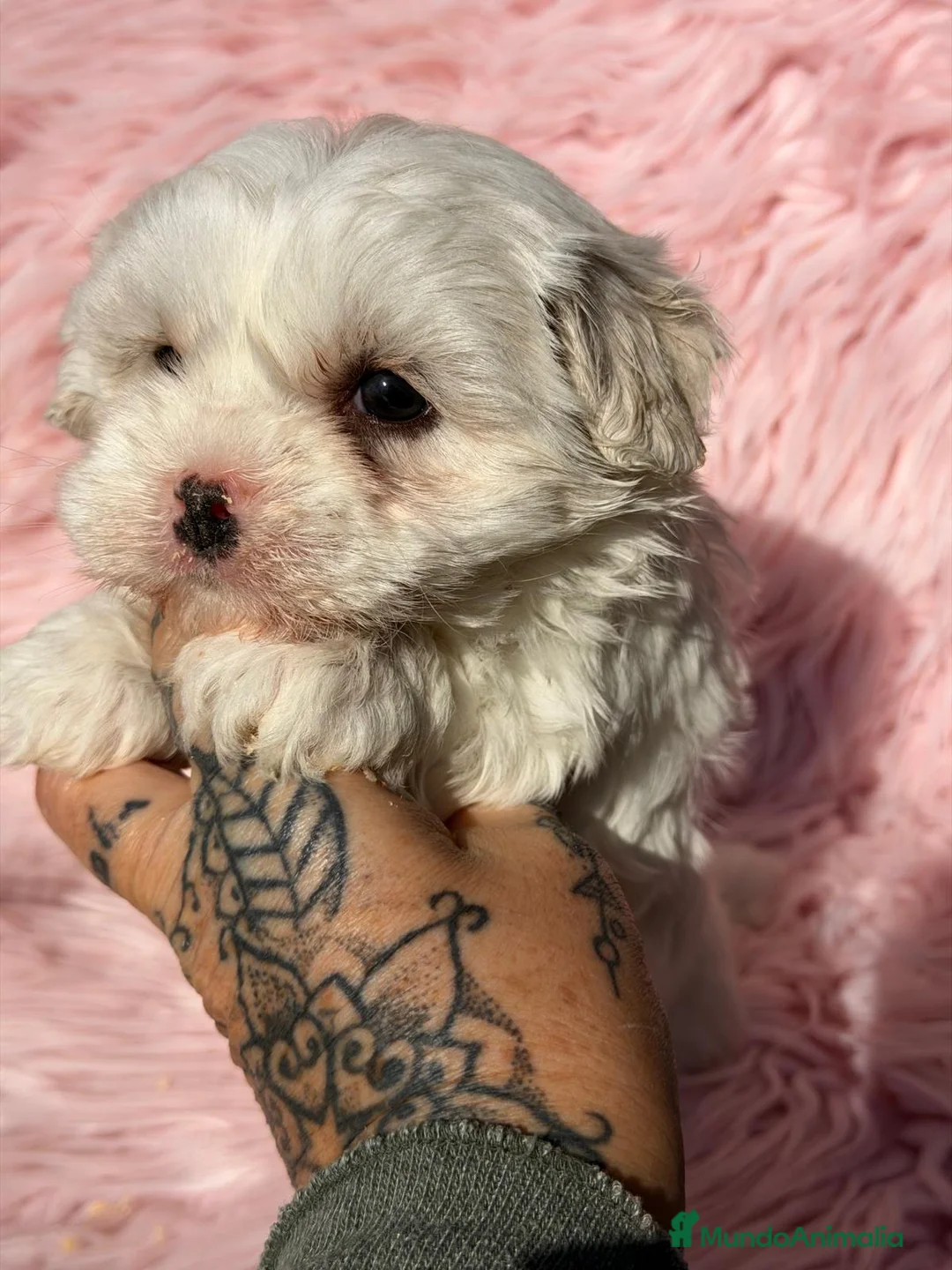 Bichón Maltés perros en venta: BICHON MALTES HEMBRA  - Anuncio 1