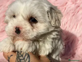 Bichón Maltés perros BICHON MALTES HEMBRA - Anuncio 1