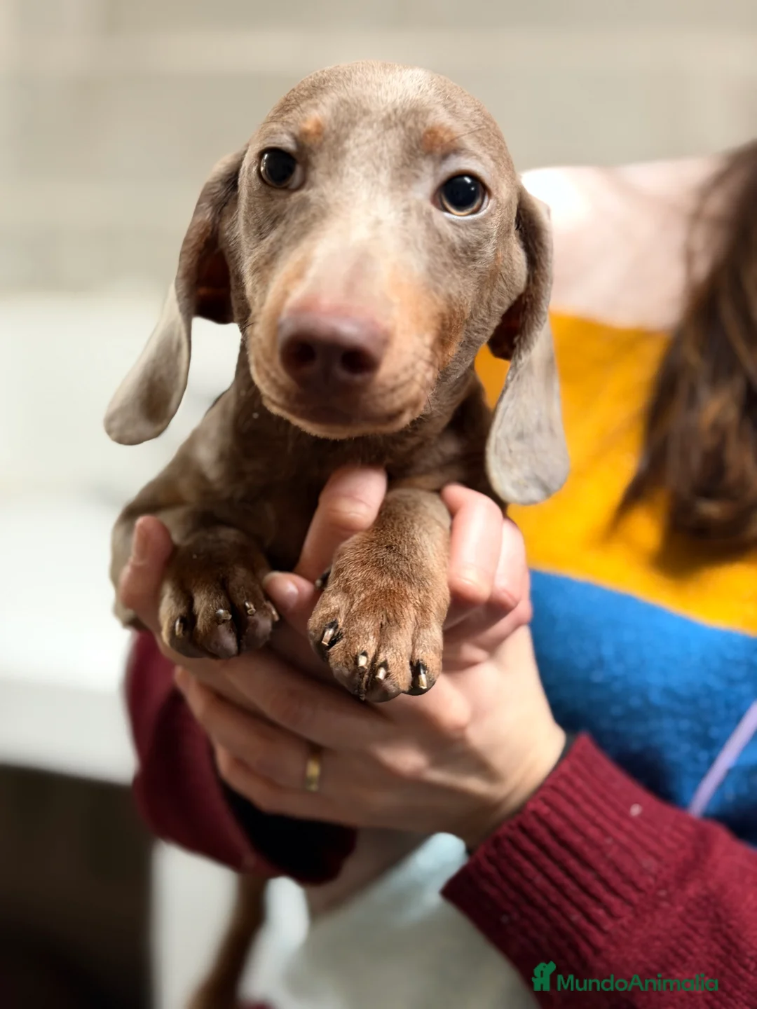 Teckel Miniatura perros en venta: Teckel Lilac  - Anuncio 2