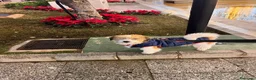 Jack Russell Terrier perros en venta: Preciosas hembras de Jack Russell Terrier Broken - Anuncio 7